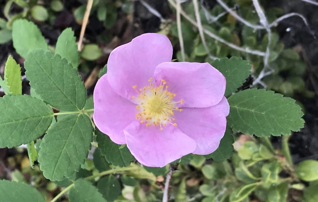 Woods’ Rose Plant Guide